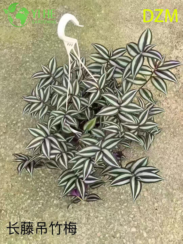 Wholesale Tradescantia Zebrina Potted Plants for Indoor Hanging Foliage Decor