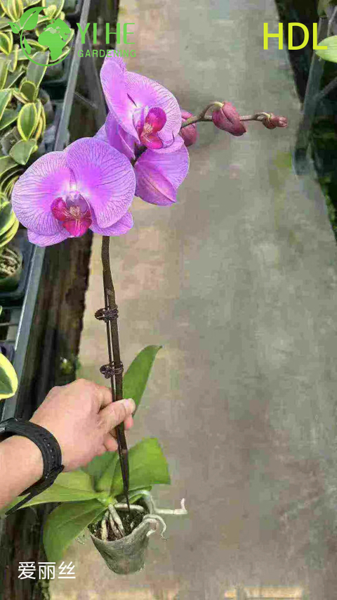 Wholesale Phalaenopsis Orchid Potted Plants for Indoor Floral Decoration & Gifting
