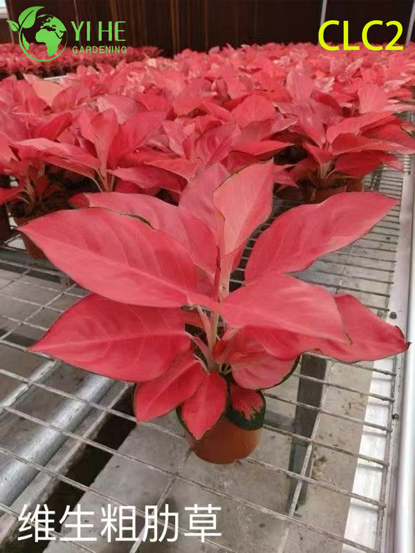 High-Quality Variegated Aglaonema Plants for Wholesale Export