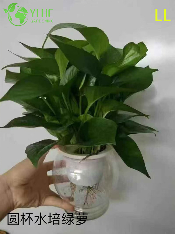 Wholesale Epipremnum Aureum Potted Plants for Indoor Hanging Air-Purifying Decor