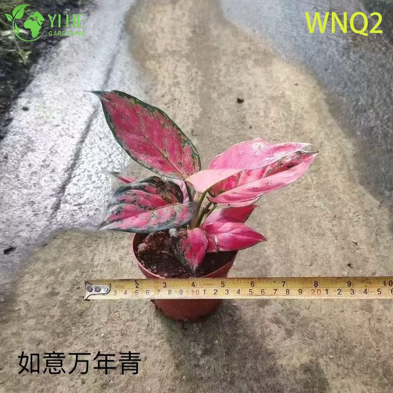 Wholesale Aglaonema Plants - Hardy Tropical Foliage for Indoor Decoration