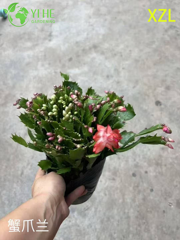 Wholesale Schlumbergera truncata Potted Plants for Indoor Holiday Flowering Decor