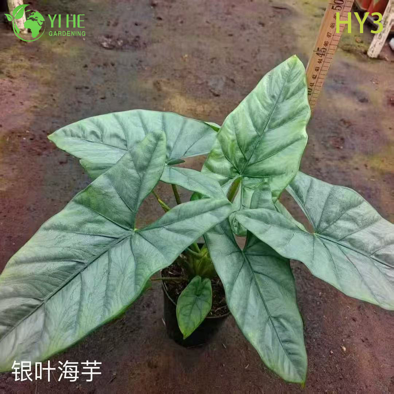 Premium Large - Leaf Alocasia Plants for Wholesale Export Decoration & Landscaping