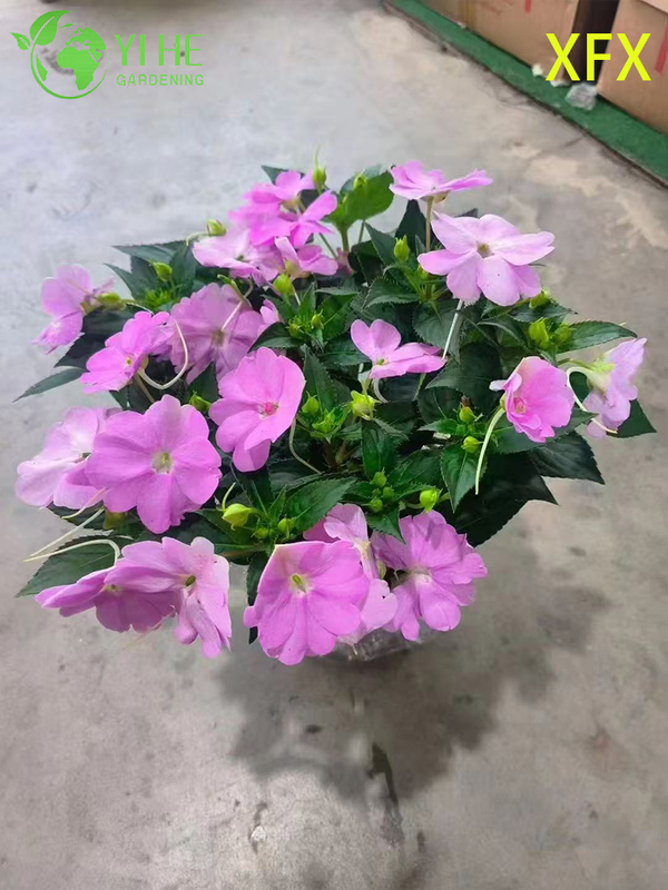 Wholesale Impatiens 'New Variety' Potted Plants for Indoor Outdoor Colorful Flower Decor