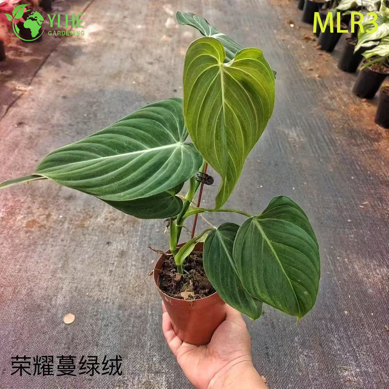 Wholesale Tropical Philodendron Plants for Indoor Outdoor Decoration