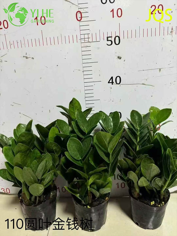 Wholesale Zamioculcas Zamiifolia Potted Plants for Indoor Low-Maintenance Decor