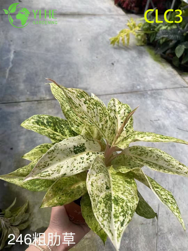 Wholesale Tropical Aglaonema Plants for Indoor Decoration & Landscaping