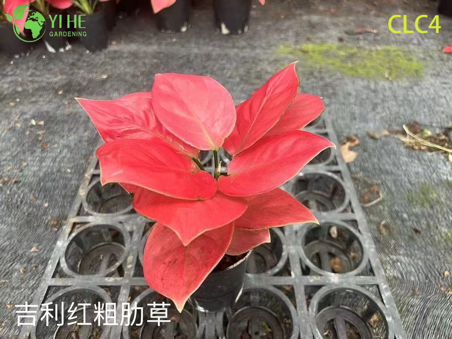 Wholesale Tropical Aglaonema Plants for Indoor Outdoor Decoration