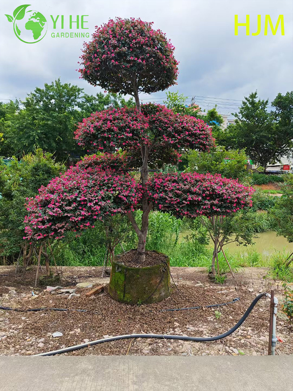 Ornamental Potted Loropetalum chinense var. rubrum for Export Plant