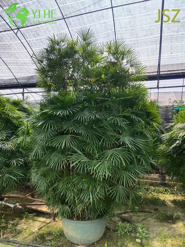 Ornamental Potted Rhapis multifida Burr. for Export Plant