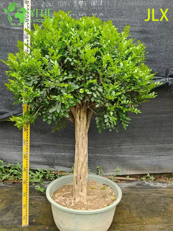 Ornamental Potted Murraya exotica L. for Export Plant