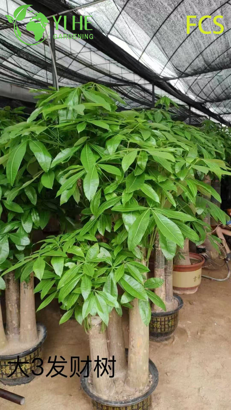 Wholesale Pachira Aquatica Potted Plants for Indoor Office & Home Decor