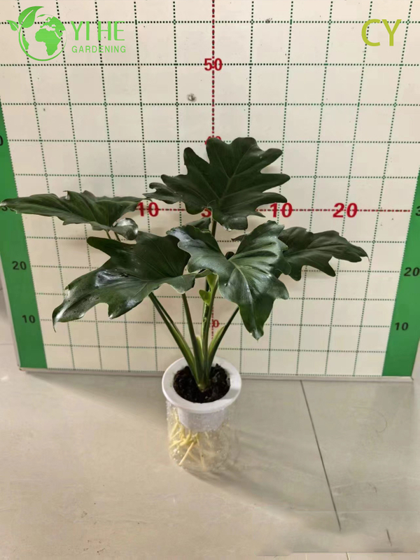 Wholesale Tropical Philodendron Selloum Hope Plant for Indoor Gardens Bonsai