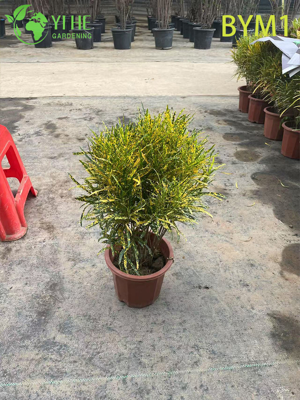 Wholesale Live Colorful Variegated Croton Plant for Indoor Garden Bonsai