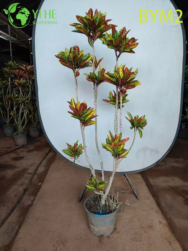 Wholesale Large Croton Standard Tree for Floor and Landscape Decor Bonsai