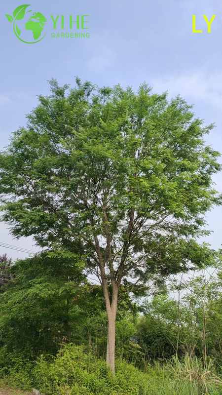Ornamental Mature Elm Bonsai - Ulmus parvifolia for Garden Decoration