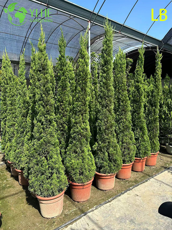 Ornamental Mature Sabina chinensis (Kaizuca) Bonsai for Garden Decoration