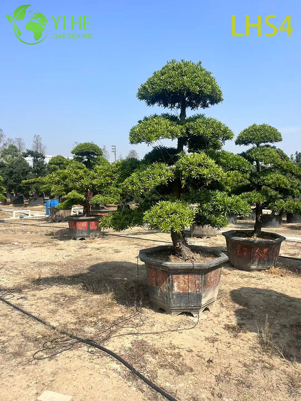 Tiered - Canopy Podocarpus Bonsai for Grand Garden Display
