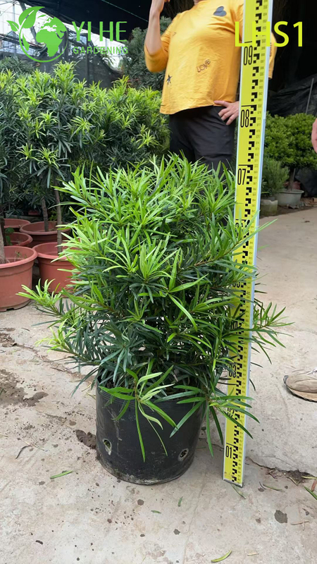 Dense - Foliage Podocarpus Macrophyllus for Garden Ornament Tree