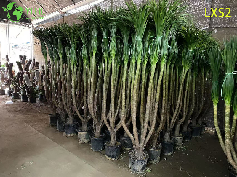 Ornamental Multi - branched Dracaena draco for Interior & Exterior Decor