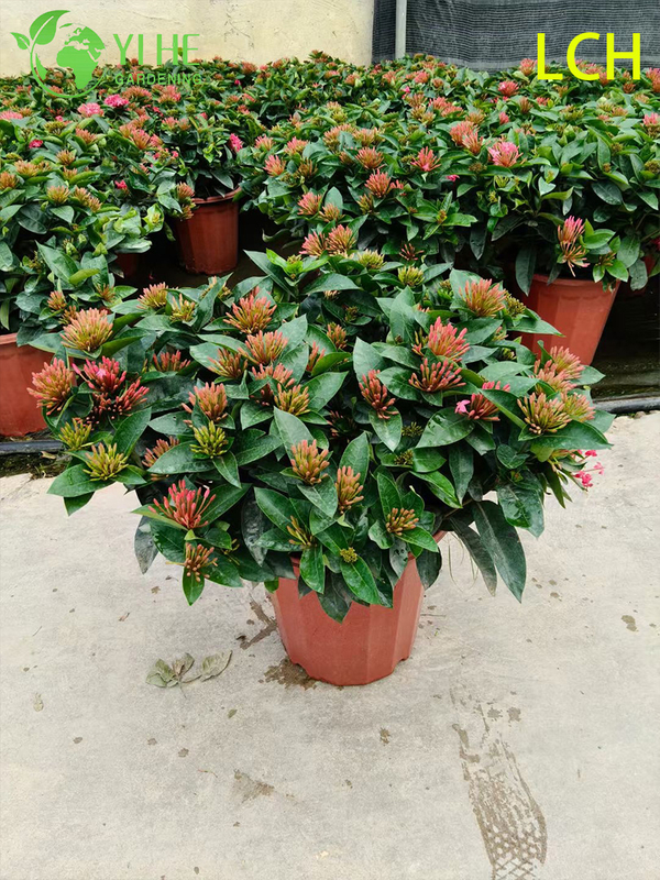 Colorful Blooming Ixora chinensis Potted Plants for Garden Decor