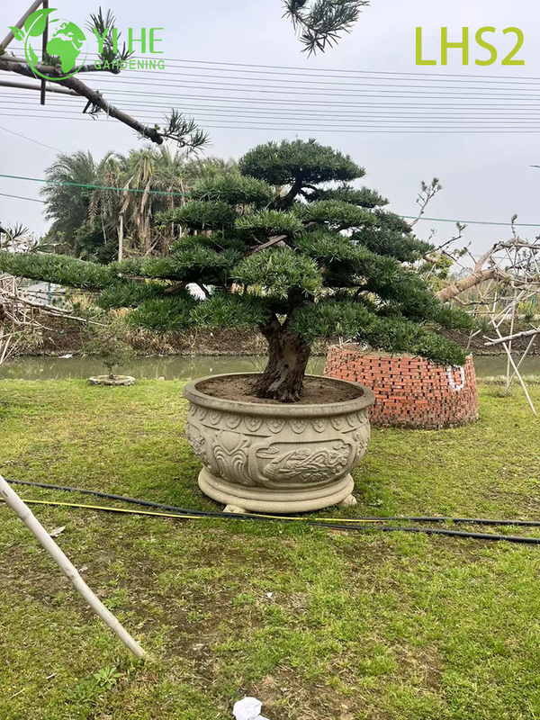 Artistically - Shaped Podocarpus Bonsai for Garden Display