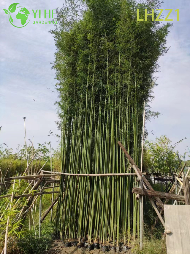 Multi - use Ornamental Bamboo for Garden Greening