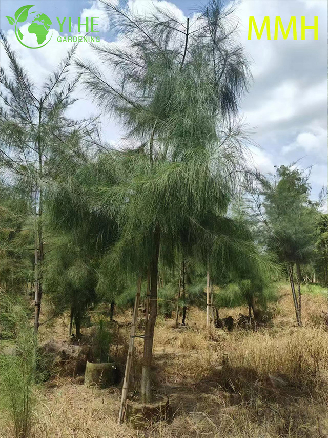 Winterharter Casuarina Equisetifolia-Baum zur Landschaftsbegrünung