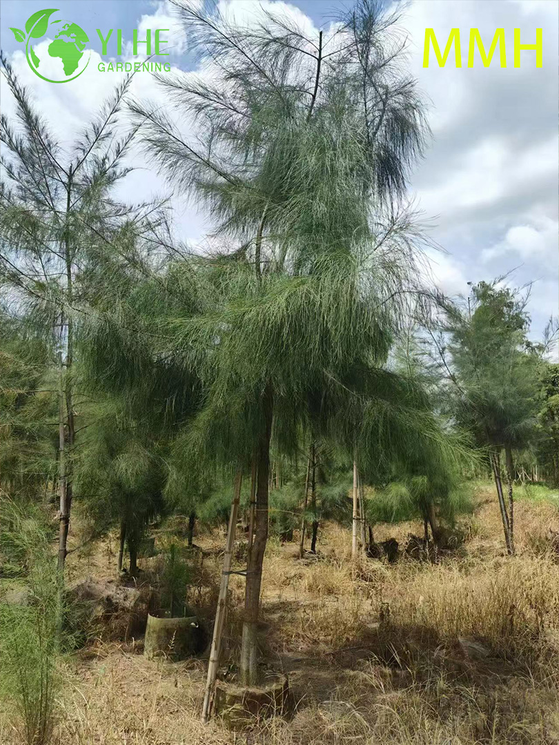Hardy Casuarina Equisetifolia Tree for Landscape Greening