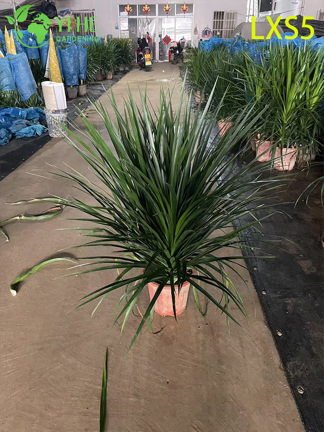 Kompakter, buschiger Dracaena draco für die grüne Innendekoration