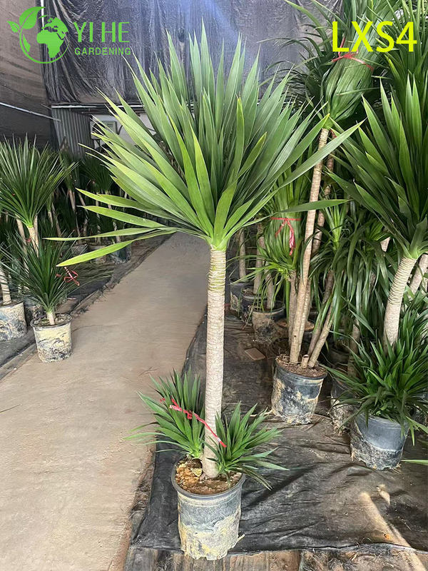 Tall Double - Tiered Dracaena draco for Indoor & Outdoor Decor