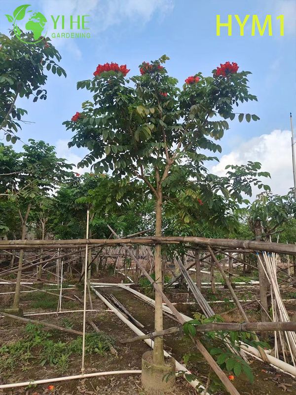 Ornamental Native Spathodea campanulata Flowering Tree