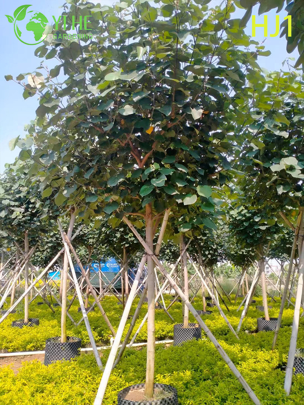 Ornamental Green - leaf Hibiscus tiliaceus Flowering Tree