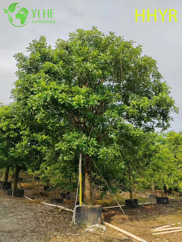 Ornamental Red - Flowered Barringtonia acutangula Tropical Tree