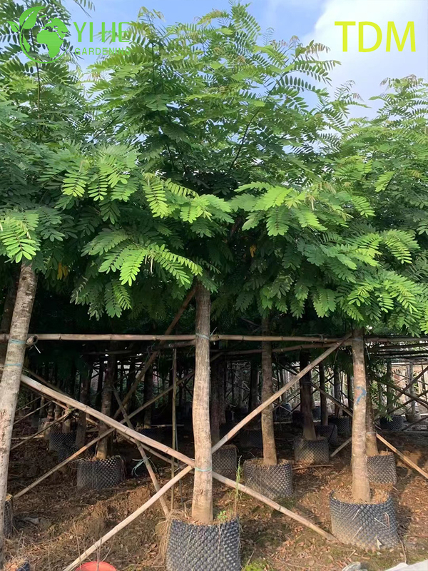 Ornamental Tropical Senna siamea Tree