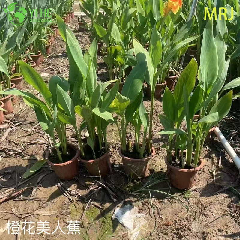 Wholesale Export Canna Lily Ornamental Flowering Perennial Premium Quality