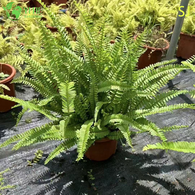 निर्यात संयंत्र के लिए थोक सदाबहार सजावटी किडनी फर्न