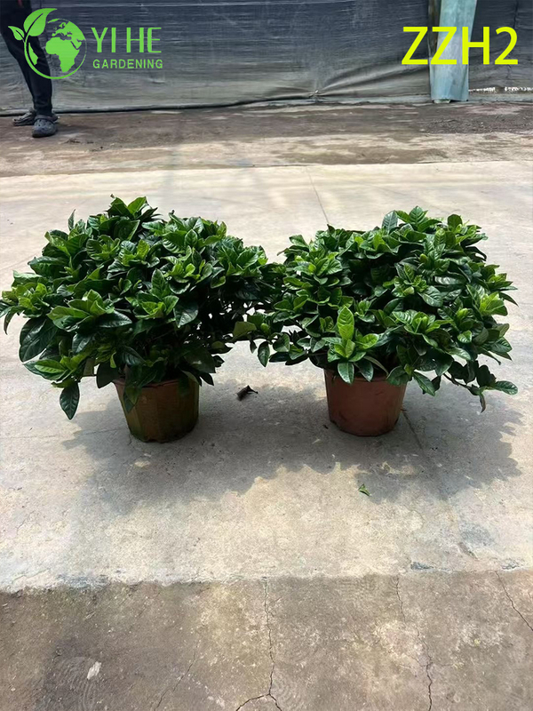 Wholesale Export Indoor Potted Gardenia Jasminoides Ornamental Flowering Plant Small-leaf