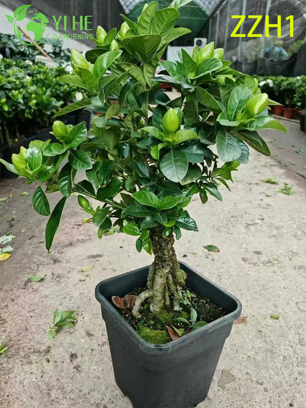 Wholesale Export Garden Gardenia Jasminoides Ornamental Flowering Shrub Premium Quality