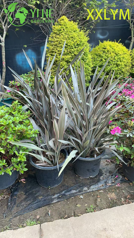 Wholesale Export New Zealand Flax Ornamental Evergreen Perennial Premium Quality