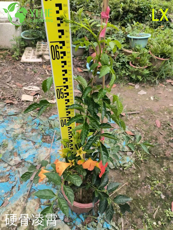 Wholesale Export Trumpet Vine Ornamental Flowering Climber Premium Quality