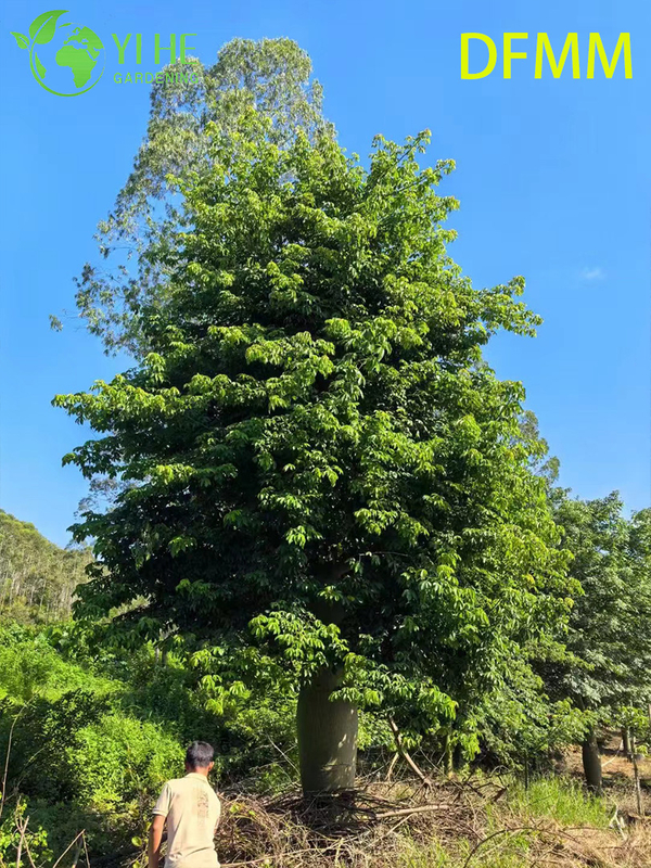 Wholesale Evergreen Ceiba Speciosa Ornamental Tree for Garden Landscaping Export