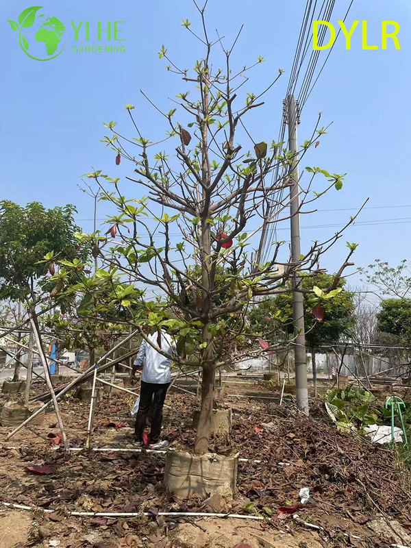 Wholesale Ornamental Terminalia Catappa Tree, Large - Leaf Almond for Garden Landscaping Export