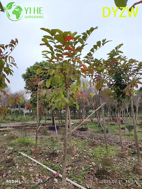 Large - leaved Lagerstroemia speciosa, Ornamental Big - leaf Crape Myrtle Tree, Tropical Garden Lagerstroemia, Evergreen Large - leafed Crape Myrtle