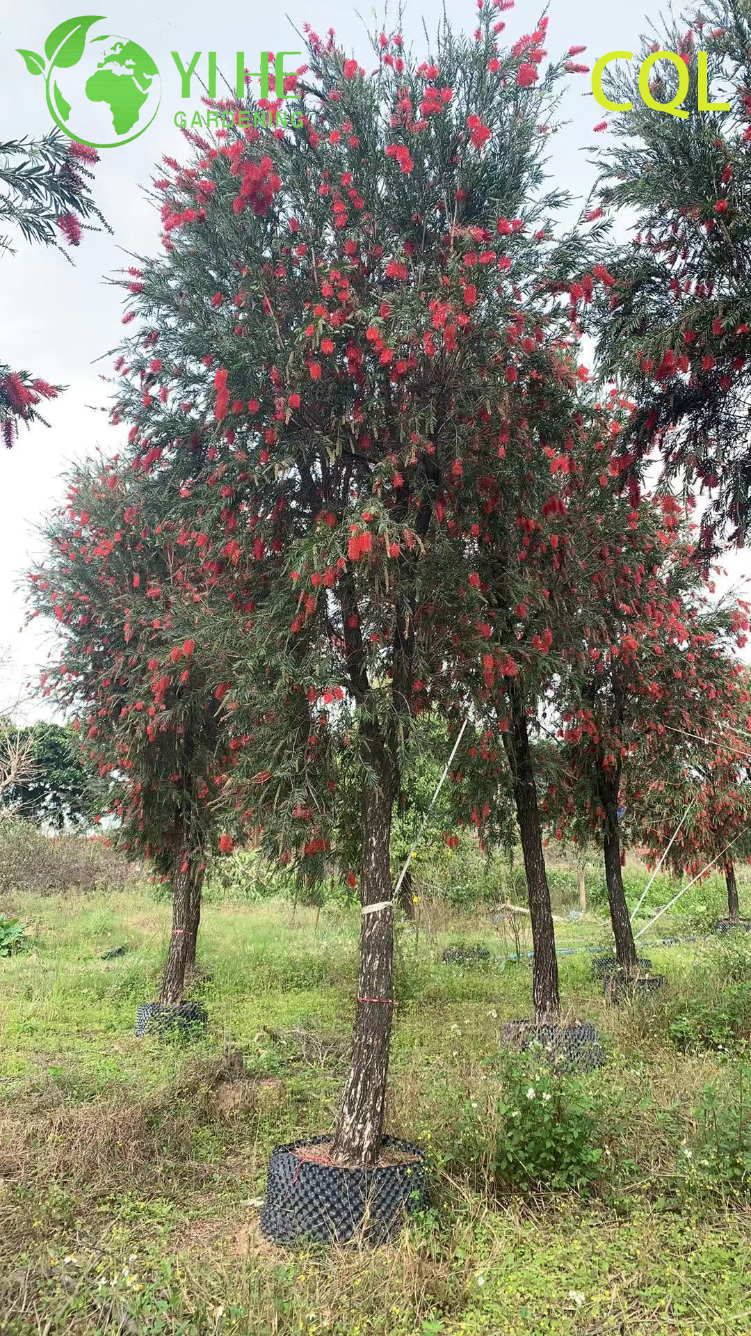 Wholesale Evergreen Callistemon viminalis Flowering Ornamental Export Garden Plant