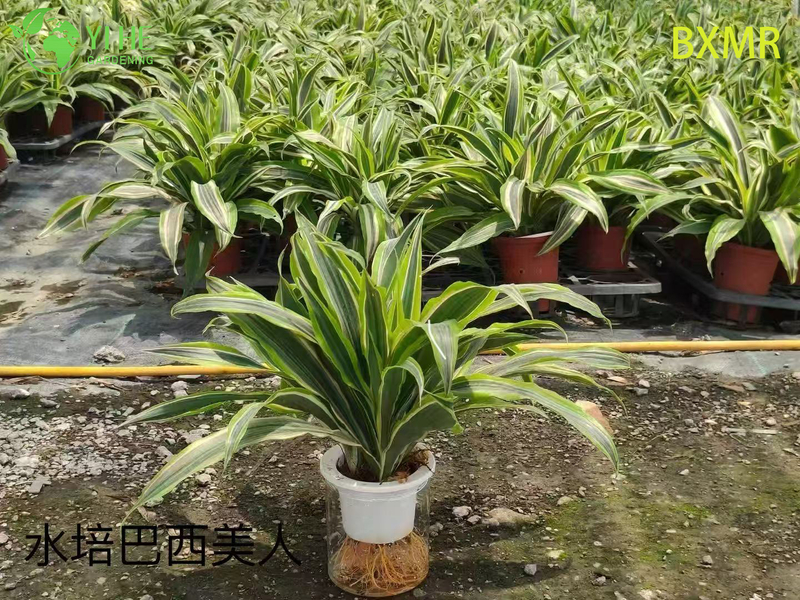 Wholesale Brazilian Beauty Potted Plants for Indoor Outdoor Tropical Decoration