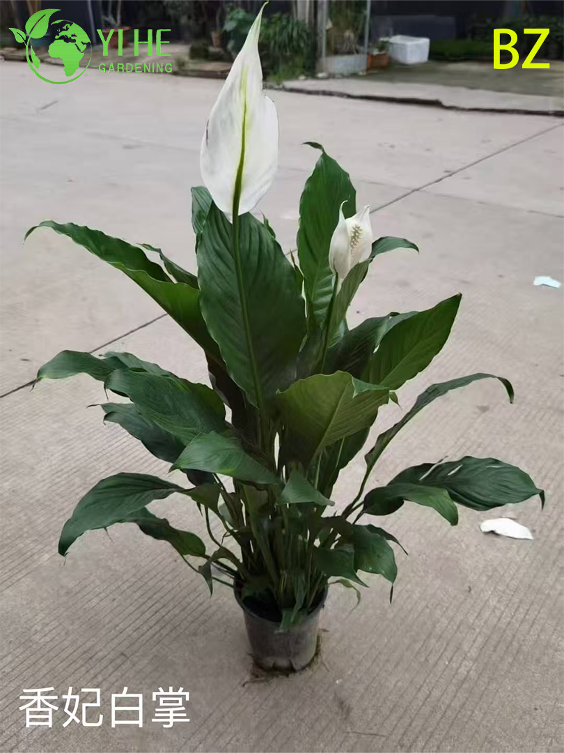 Wholesale White Spathiphyllum Potted Plants for Indoor Air-Purifying Decoration