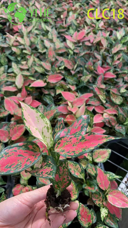 Wholesale Export Firework/Butterfly/Red Sword Aglaonema | Tropical Ornamental Foliage Seedlings
