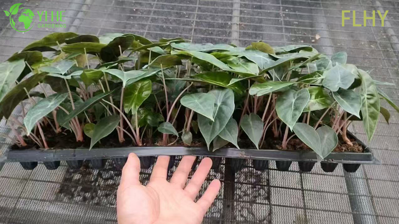 Esportazione all'ingrosso Piantine di Alocasia Pink Dragon | Piantine di fogliame ornamentale tropicale