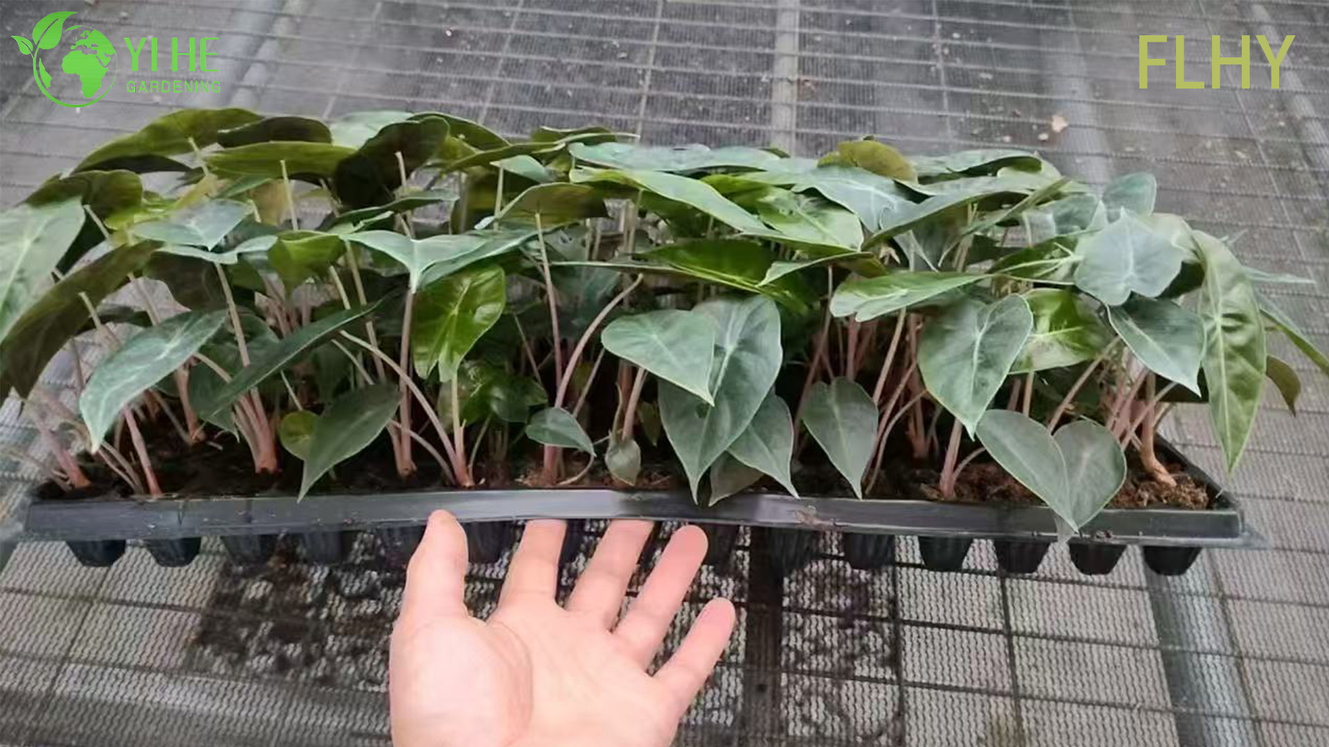 Wholesale Export Pink Dragon Alocasia Seedlings | Tropical Ornamental Foliage Seedlings